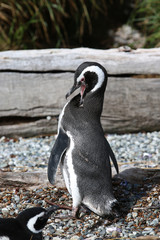 Fototapeta premium Magellan Pinguin auf Tucker Island. Patagonien. Chile