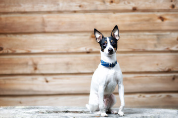 Cute little puppy sitting on a wooden bench. Copy space. Wooden background.