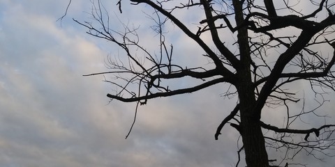 silhouette of a tree