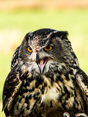 European Eagle Owl
