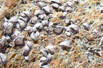 Closeup view of a stone with seashells. Natural abstract background