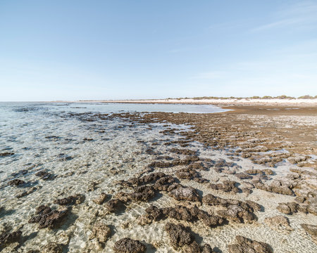 Unique ancient rocks called stromatolites in a paradisiacal beach. One of the oldest proofs of life on Earth