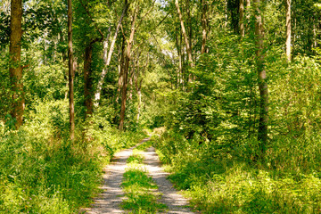 Fototapeta premium Waldgebiet in Sachsen, Bäume, grün