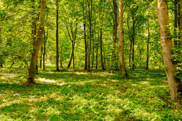 Fototapeta na wymiar Waldgebiet in Sachsen, Bäume, grün