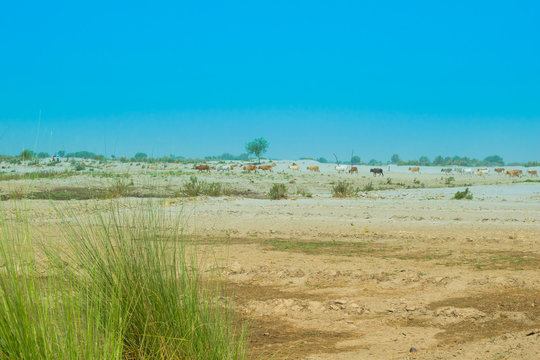 landscape image of a desert area in Punjab,Pakistan,cattale grazing