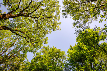 Baumkronen, Baumwipfel im Sommer