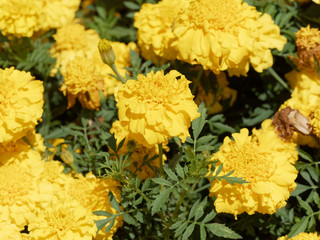 Tagetes erecta | Mexican marigold | Aztec marigold | African marigold