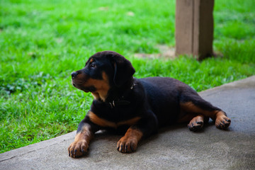 Obraz premium Gorgeous Rottweiler Puppy - Loyal , Obedient And Gentile Mans Best Friend!