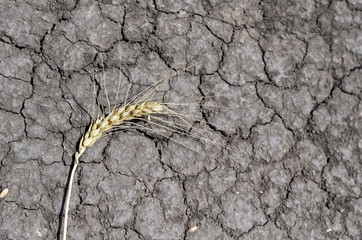 Dry ripened wheat spike lies on cracked soil. Cracks in the dry surface of the earth. The cracked ground due to not enough water.