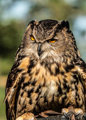 European Eagle Owl