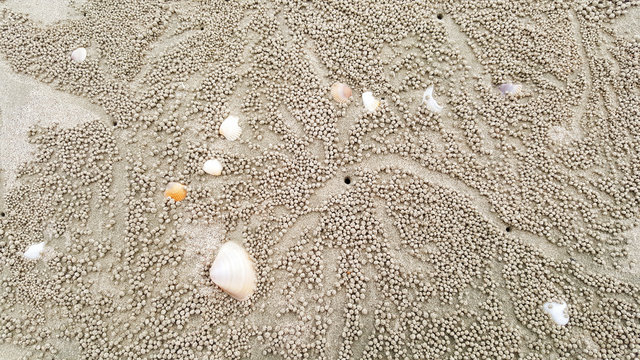 shells on sand beach summer background, thailand