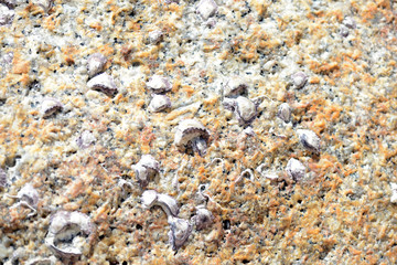 Closeup view of a stone with seashells. Natural abstract background