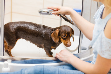 Woman showering her dog