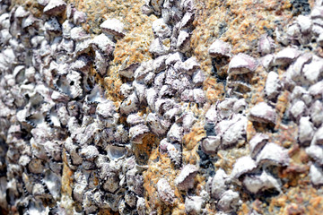 Closeup view of a stone with seashells. Natural abstract background
