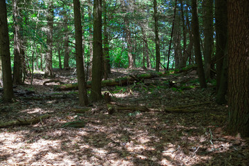 Old Growth Forest - Woodland Landscape Photography