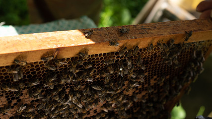A beekeeper inspects the frame at the apiary. Beehives with bees