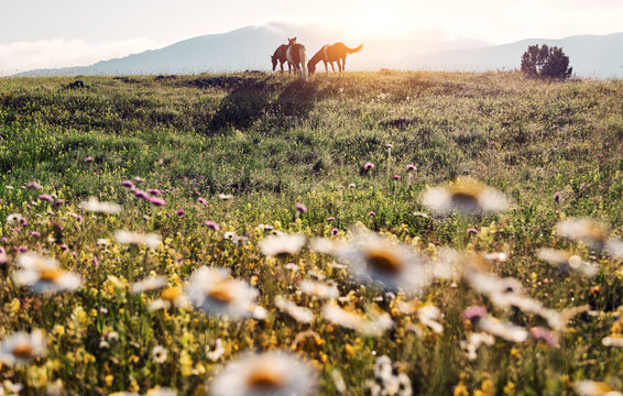 Herd of horses in a flower field