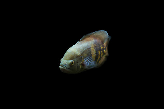 Single small fish isolated black background