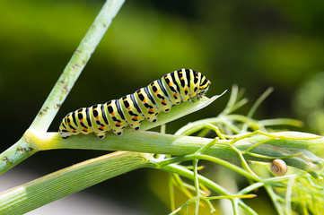 Raupe Schwalbenschwanz