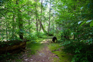 Rottweiler Puppy On Hike Through Woods