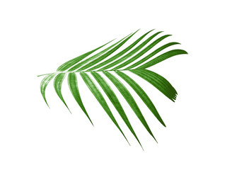 tropical nature green palm leaf pattern