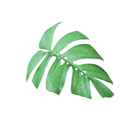 tropical jungle monstera leaves , Swiss Cheese leaf tree isolated on white background