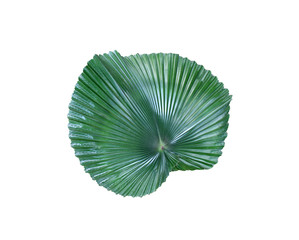 tropical nature green palm leaf pattern
