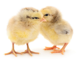 Two yellow chickens.