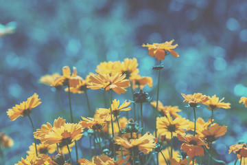 Vintage blossoming flowers in the summer garden. Flowers nature background