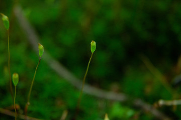 Sprouts Growing From Moss Along Stream In Woods
