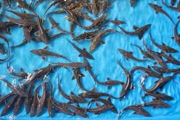 Amur sturgeon (Acipenser schrenckii) fingerlings in the hatchery incubator. Sturgeon fish hatchery...
