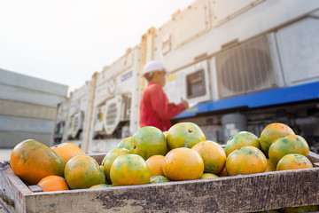 Orange Fruit and food distribution, tropical fruit of Thailand .Truck loaded with containers reefer control by ventilator mode to be shipped to the market.
