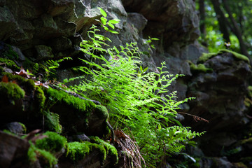 Fototapeta premium Small Ferns Growing Rock Face Early Summer