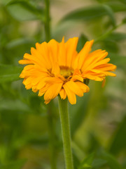 .Flowering oranzhery daisy. Calendula officinalis grows in the garden. A useful and tasty tea from calendula flowers. Medicinal plant.