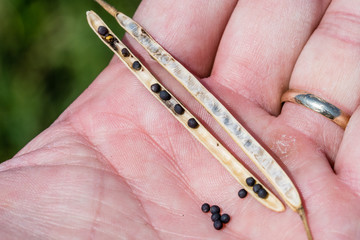 Open ripe rapeseed or oilseed pod on hand palm. Ready for harvest, agriculture concept. Brassica napus. Closeup macro view.