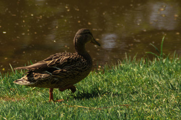 brown beige duck sitting on the green spring grass at the river side. close up