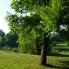 Obraz premium Kittendorf Park Diverse