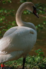 White swan near the rural pond surrounded by green trees and grass. Swan closeup