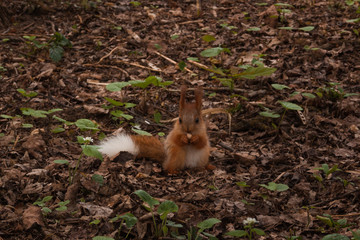 little orange fluffy squirrel with white tail in the forest eating a nut. little  squirrel