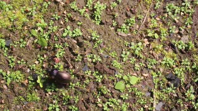 Ground beetle (Carabus hortensis) runs on the ground against the background of small green sprouts