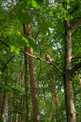 Eurasian jay. Garrulus glandarius. a gray-brown bird with blue wings sits on a branch against a background of green forest. close-up