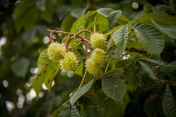 chestnut on tree