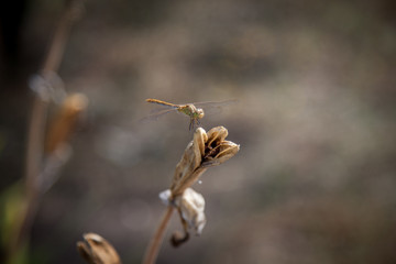 dragonfly on a branch
