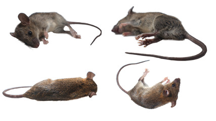 Many dead mice (Mouse) on a white background