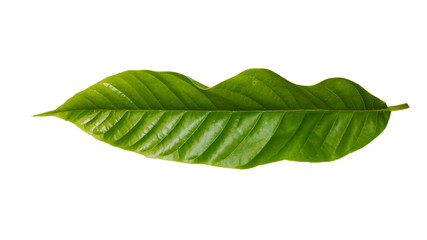 Obraz premium back side of fresh green leaf of alder tree cut out on white background