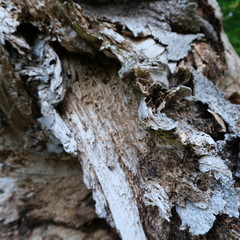 Kittendorf Park Diverse