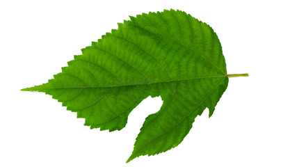 back side of fresh green leaf of alder tree cut out on white background