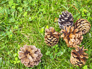 Pine cones lie on the green grass. Coniferous forest. Cone in the natural environment. Pine tree