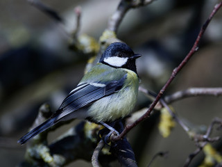 Great tit (Parus major)