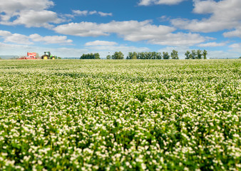 Fototapeta na wymiar panorama of buckwheat blossom field . Buckwheat agriculture with tractor on horizon